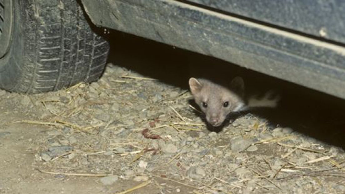 Ongediertebestrijder Gé Verburg uit Wapenveld heeft een geurtje ontwikkeld dat steenmarters buiten de deur moet houden.Steenmarters zijn berucht om het doorknagen van leidingen van auto's.