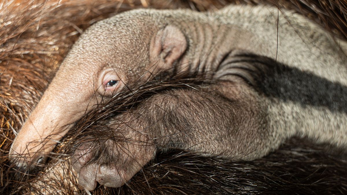 Baby reuzenmiereneter geboren in GaiaZoo Kerkrade