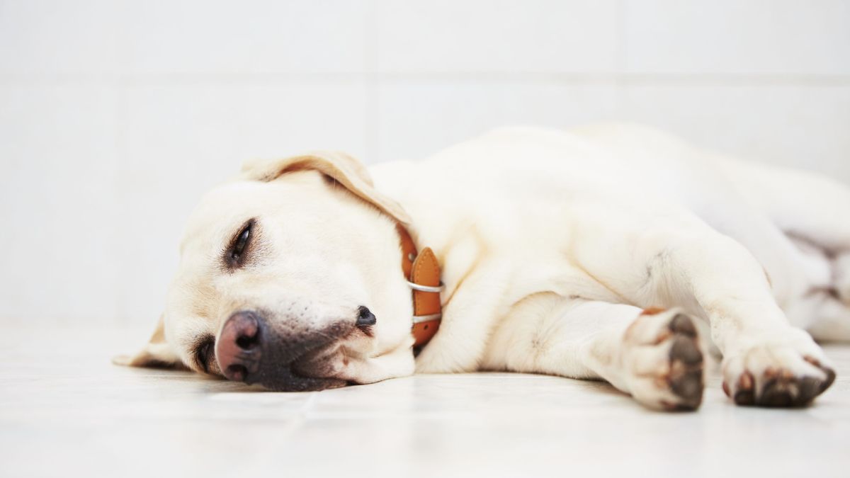 Tientallen honden mogelijk vergiftigd in Venray