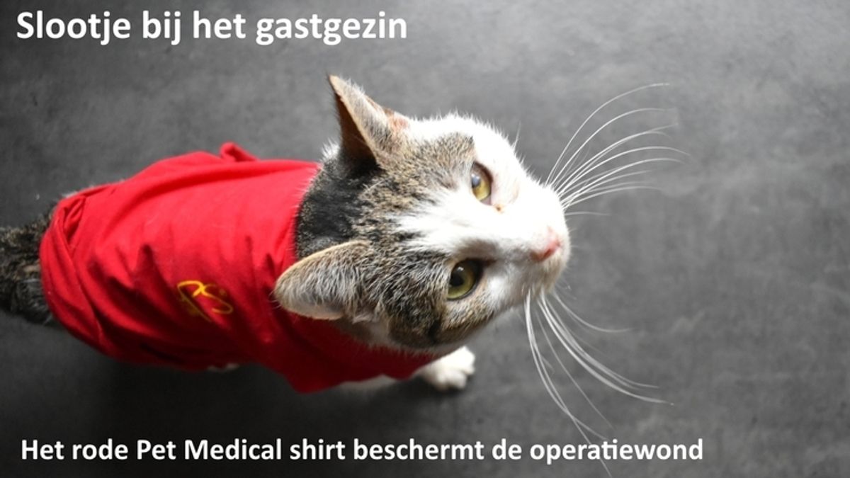 Kat gered van de dood - Omroep Gelderland
