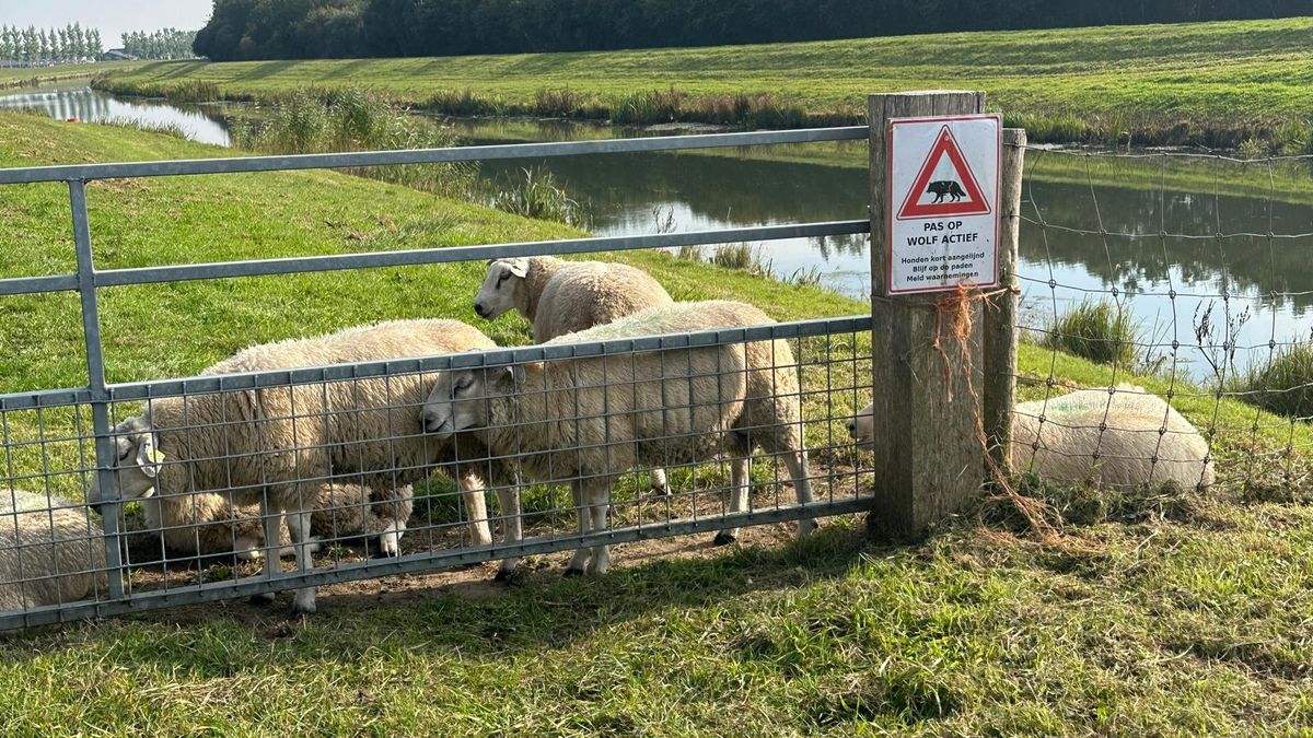 Steeds met bonzend hart de wei in: voor schapenhouder Christian is de lol er af