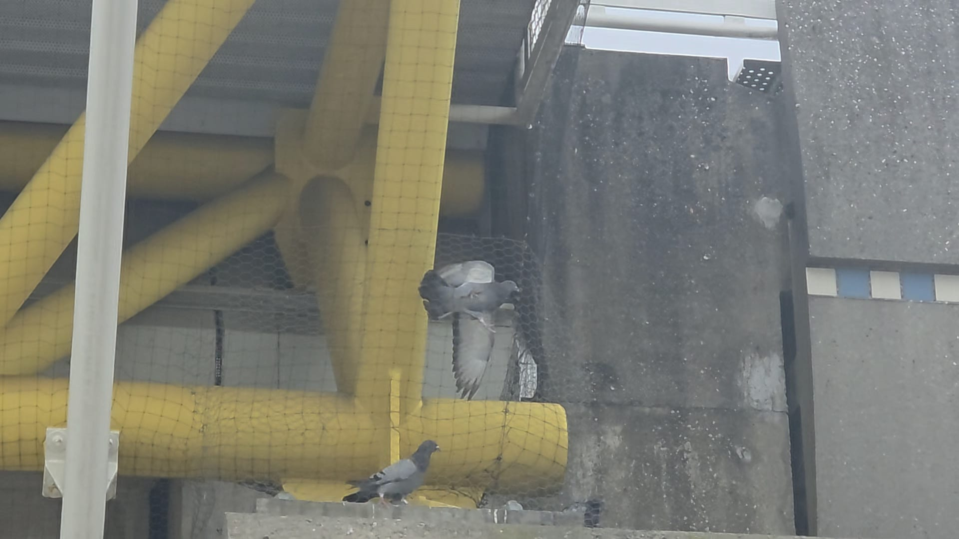 De duiven proberen weg te vliegen