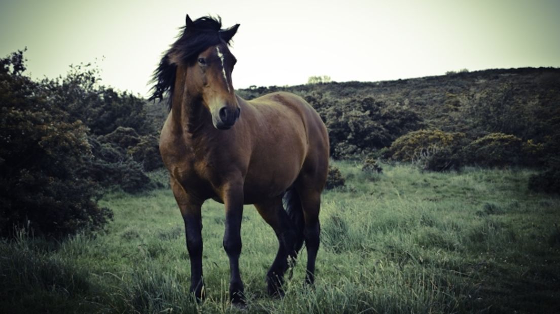 Paarden zijn belangrijk voor de economie in Lastrup (archieffoto RTV Drenthe)
