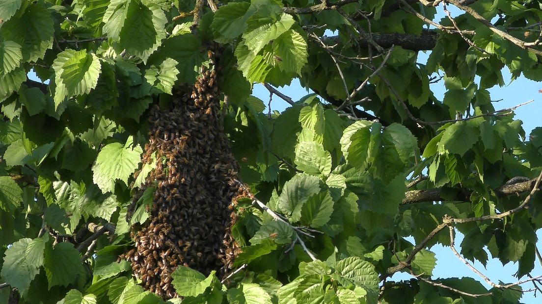 De zwerm bijen had zich in een boom gevestigd (Rechten: Persbureau Meter)
