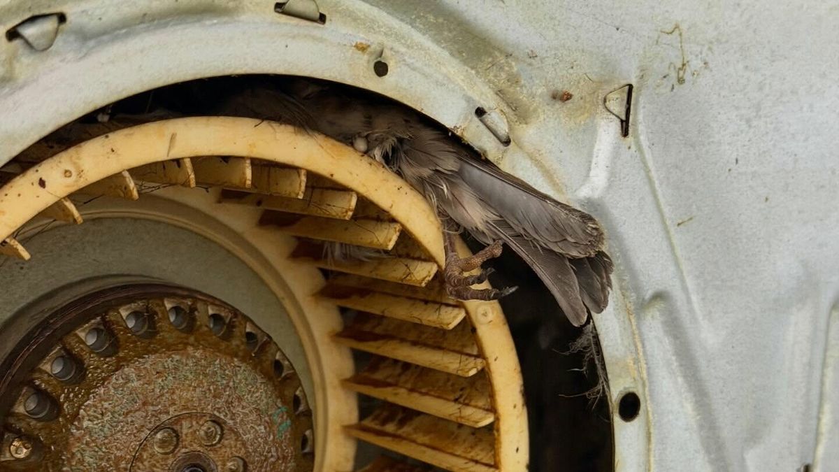 Pechvogel zit vast in afzuigkap in Lemmer