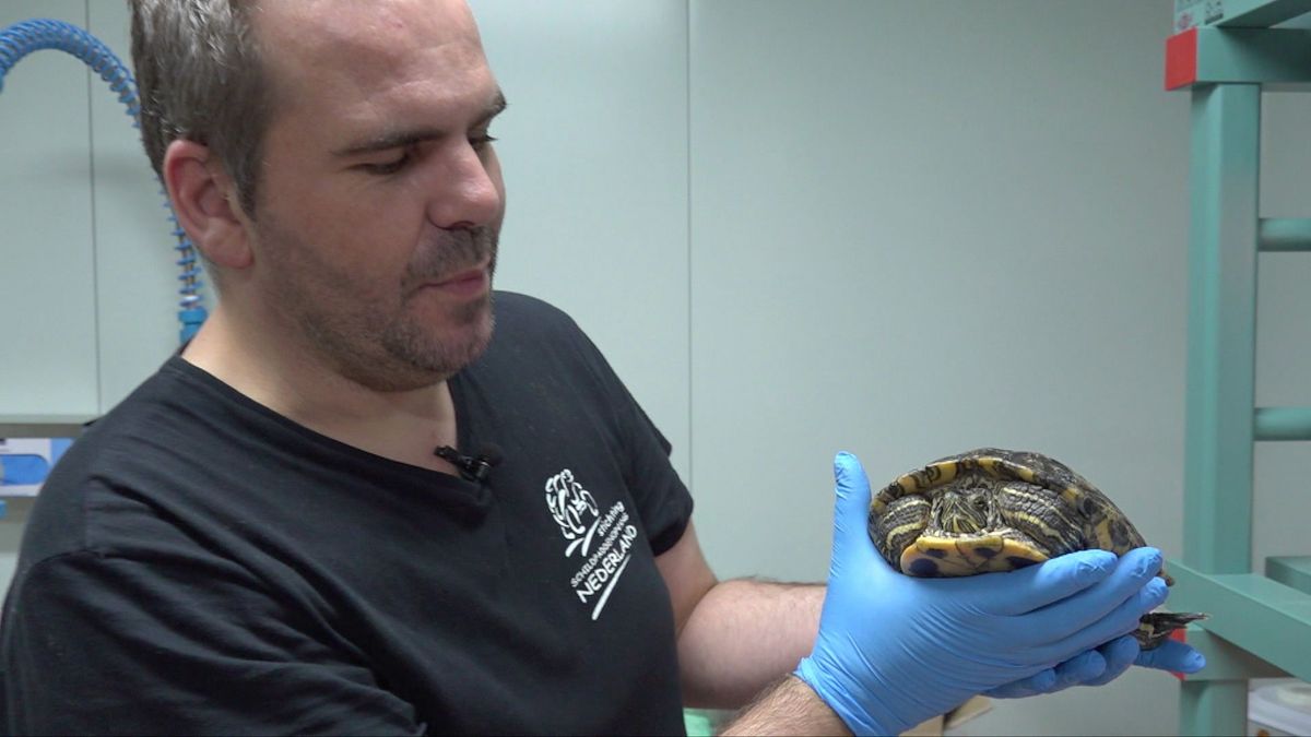 Zieke 'post-schildpad' in opvang Harkema lijkt het te redden
