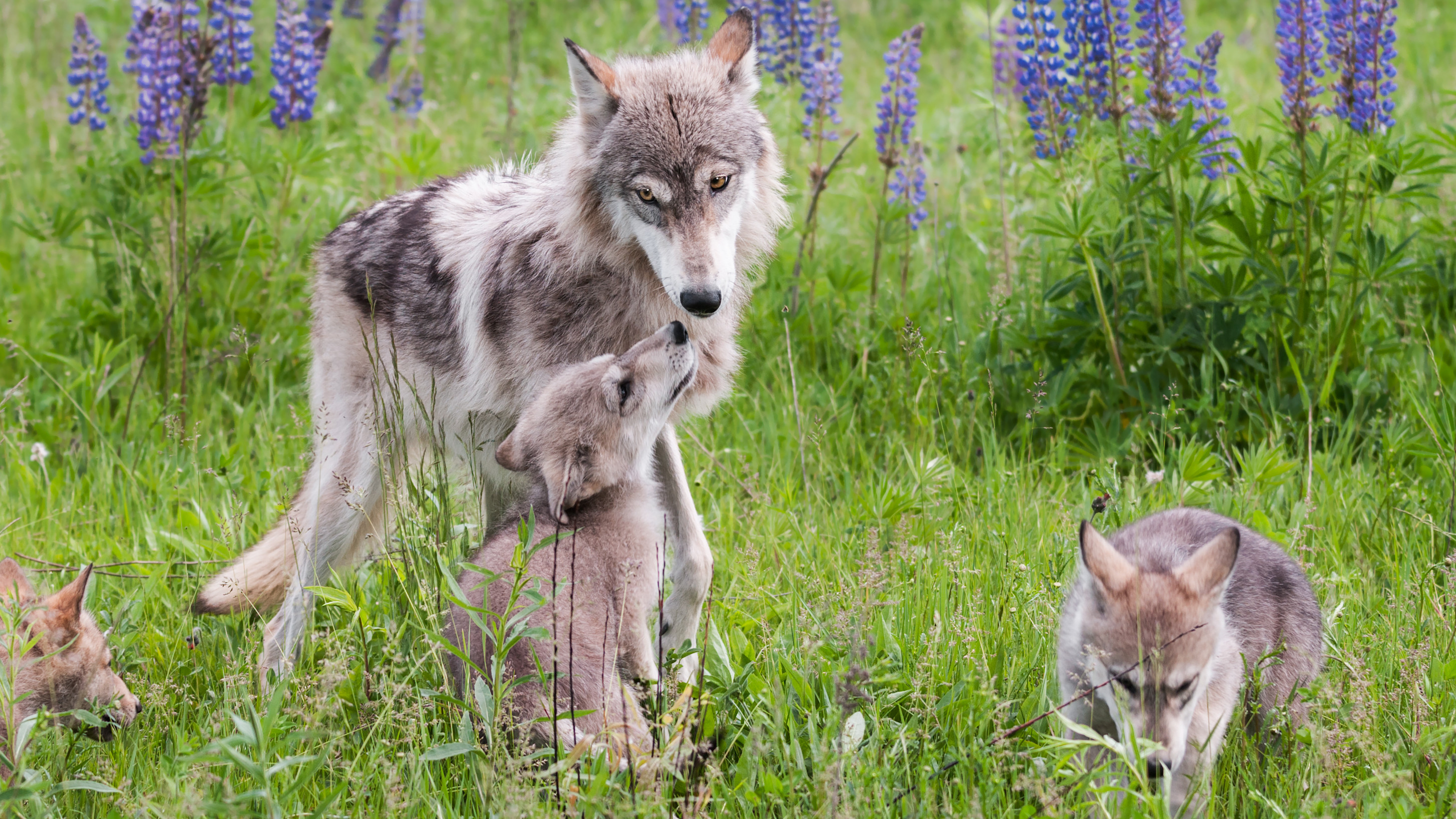 In wolf mei welpen