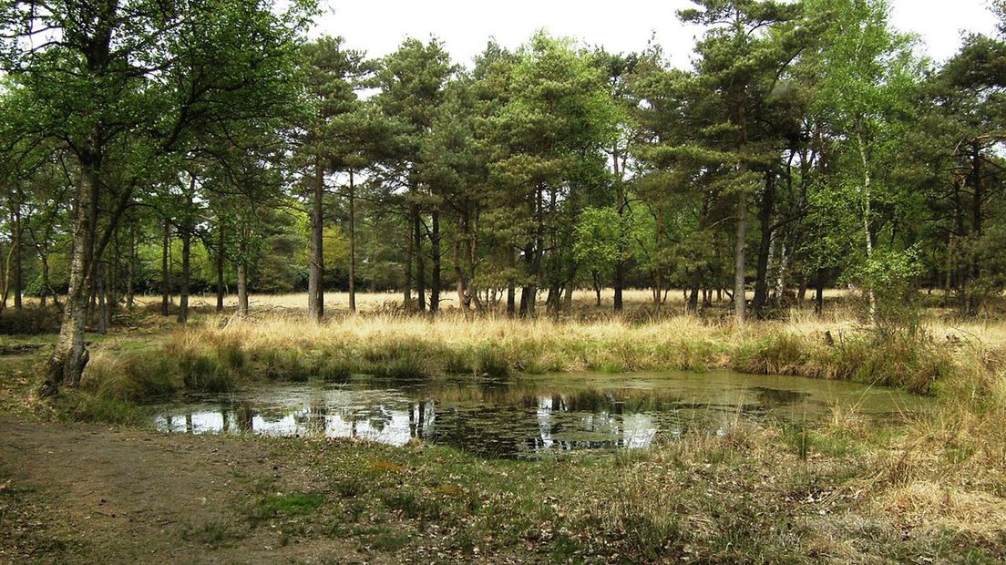Tussen ’t Boetelerveld en de boerderij van 't Schoapie wordt de houtwal hersteld en een wandelpad aangelegd