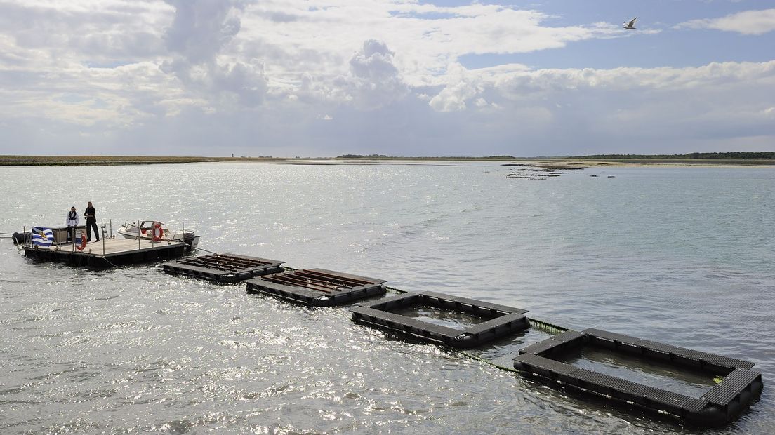 Voorbeeld van zilte teelt in Zeeland: een zeeslaboerderij