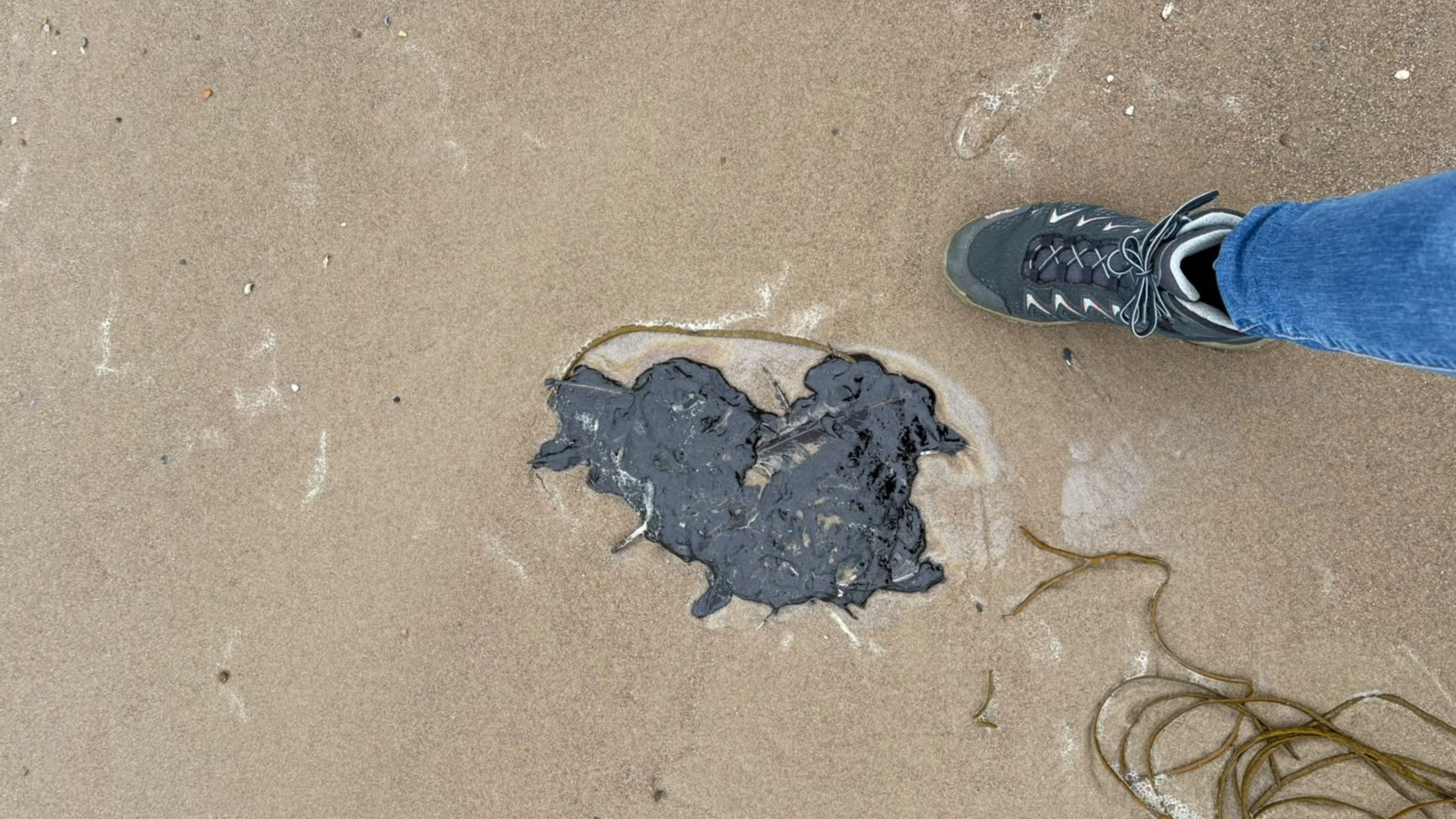 Vervuiling met stookolie breidt zich verder uit over Zeeuwse kust