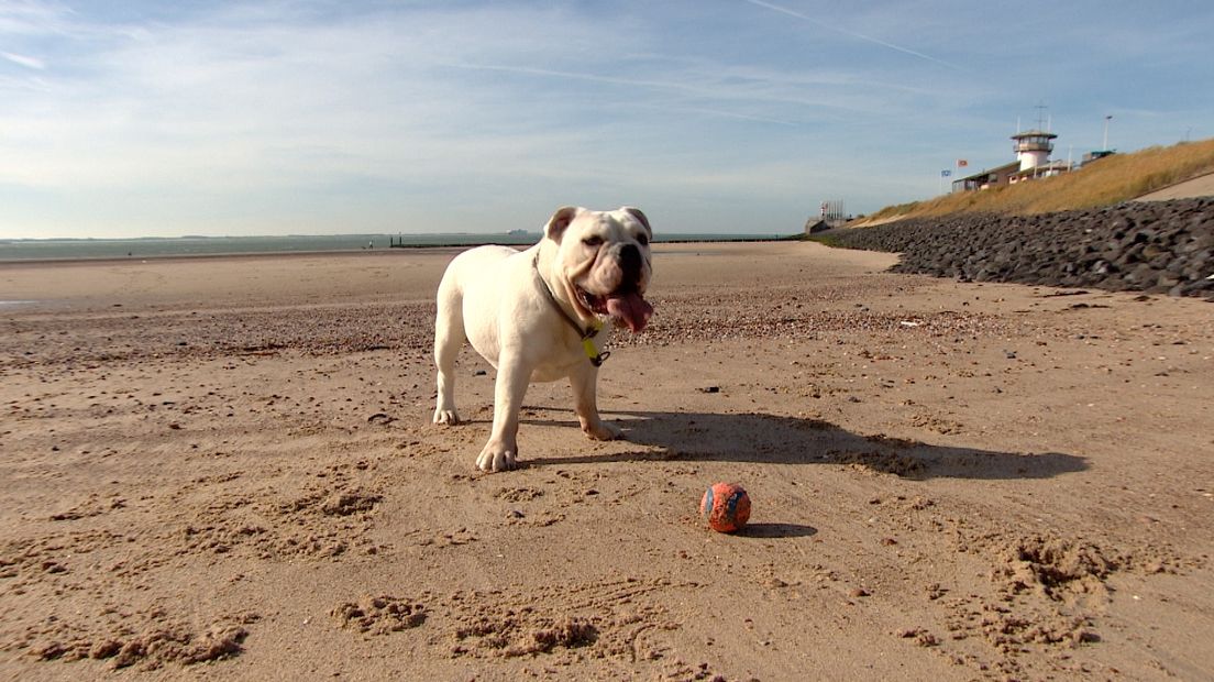 Lotje mag nu nog los lopen op het strand van Vlissingen maar in de toekomst misschien niet meer.