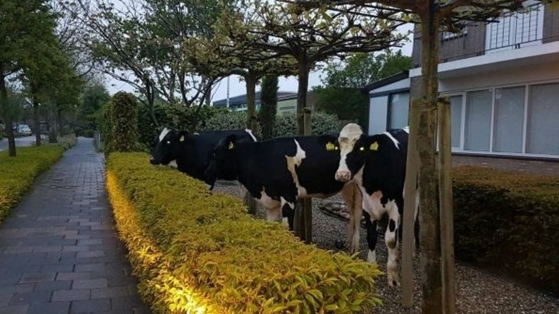 Ontsnapte koeien in voortuin Oostkapelle 2017