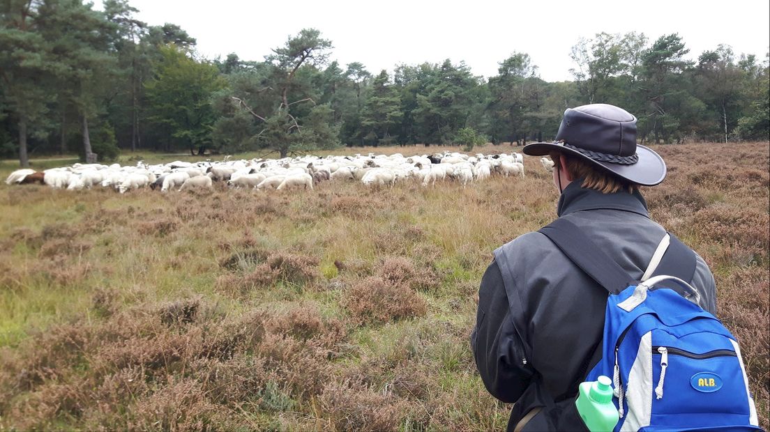 Haaksbergen herbergt piepjonge Hengelose schaapsherder