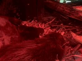 Beschuit met muisjes in Wildlands: twee bevers geboren