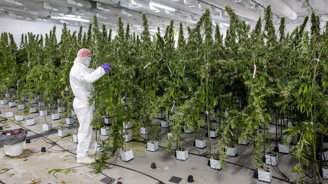 Cannabis-teler Bedrocan