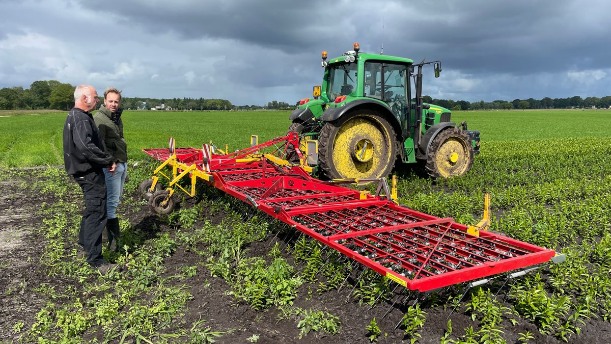 Biologisch lelies telen: zonder landbouwgif en machinaal onkruid verwijderen