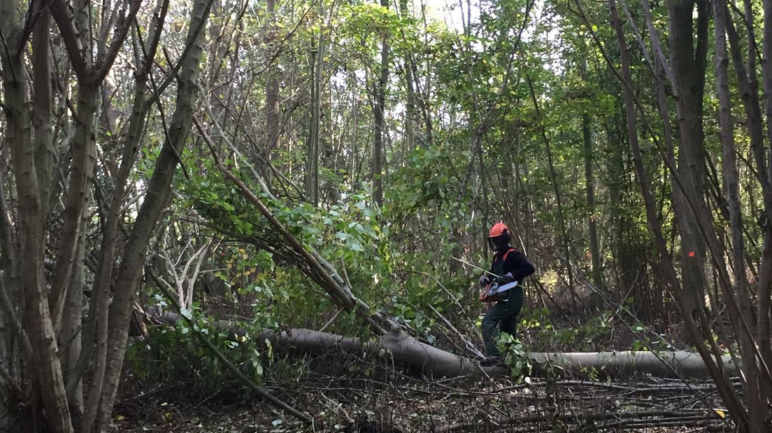 Bomen moeten sneuvelen om ruimte te maken voor andere planten en bomen en meer licht te creëren.