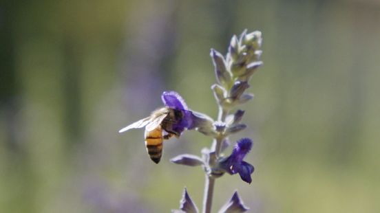 Veluwse heide bloeit nauwelijks: honingoogst dreigt te mislukken