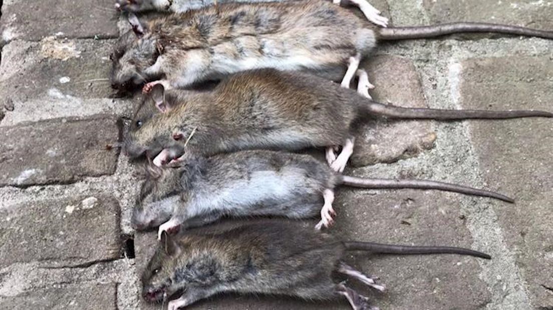 Een deel van de gedode ratten