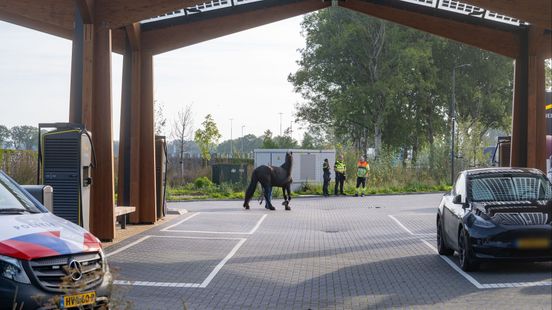 Paard neemt onverwachte pauze langs A1
