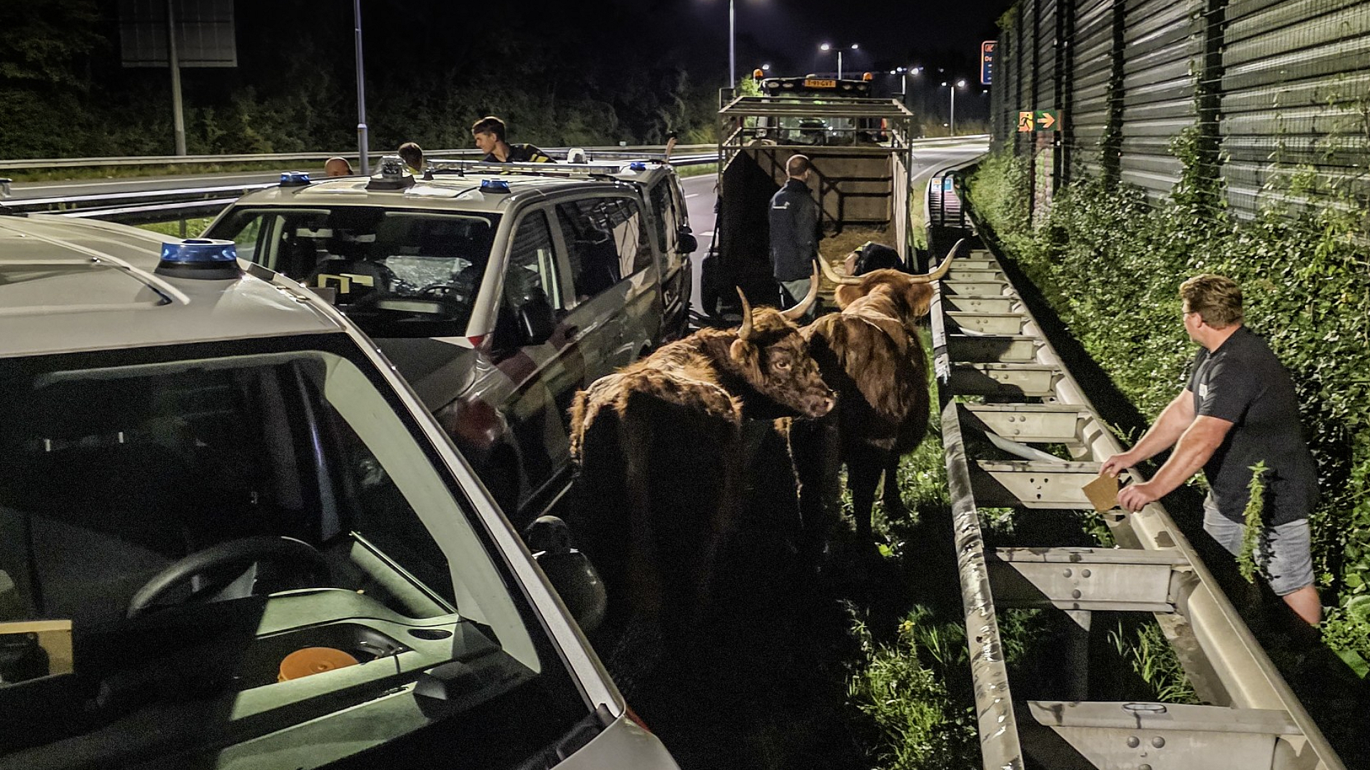 De politie kon de Schote Hooglanders uiteindelijk insluiten op de N3.