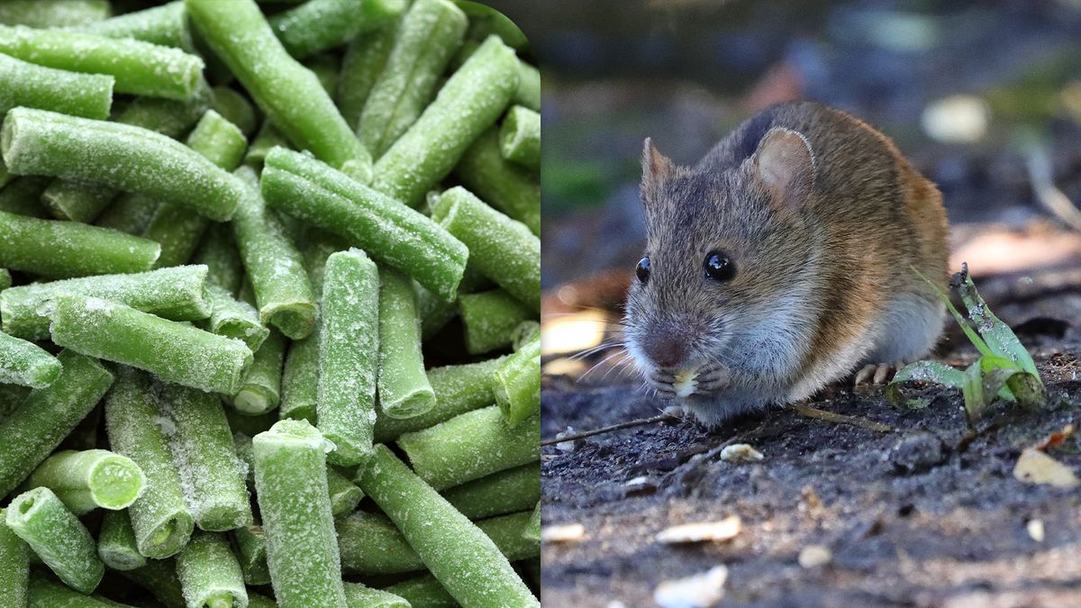 Man uit Swalmen vindt dode muis tussen sperziebonen: 'En niet zo'n kleine ook'