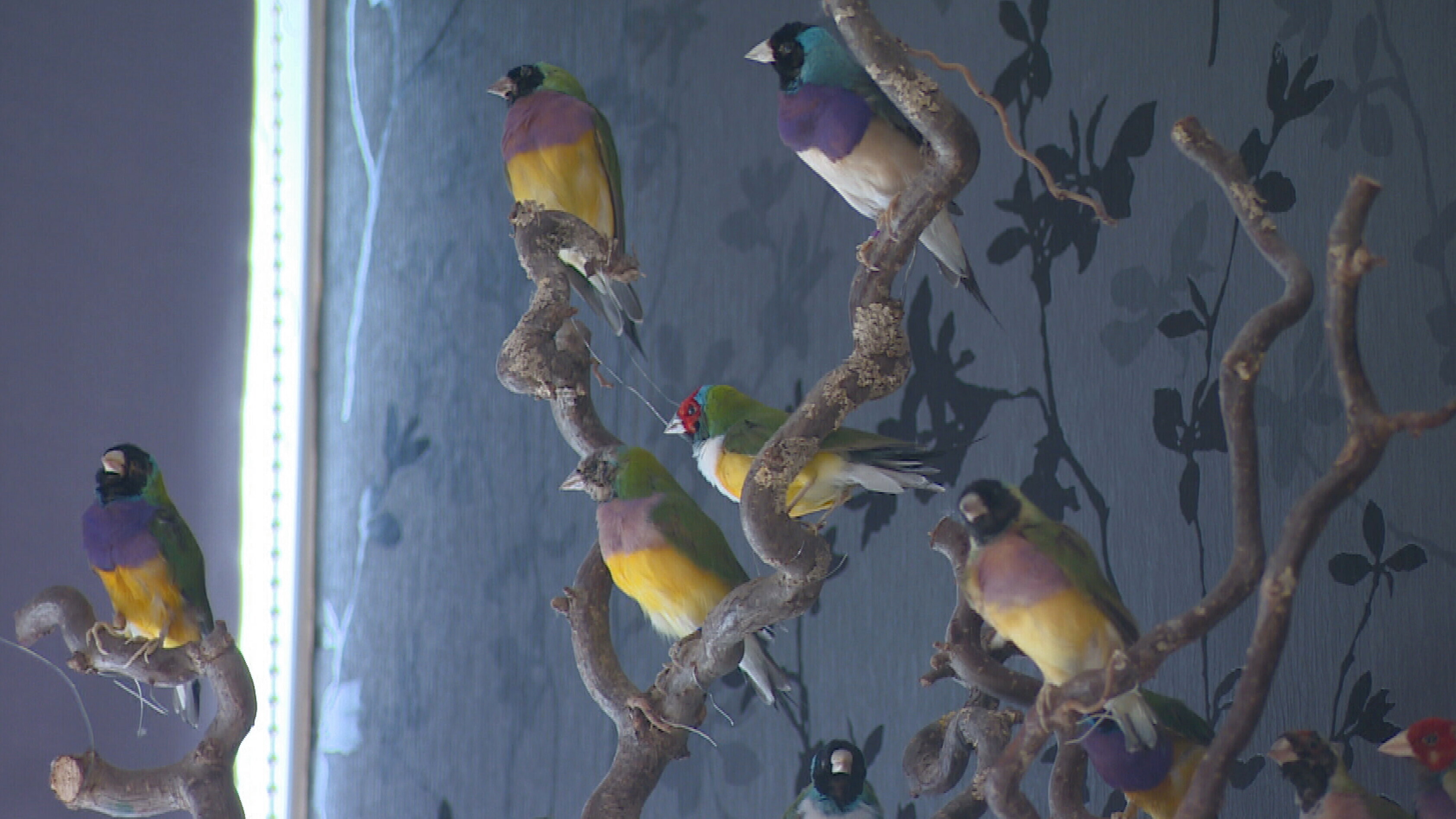 De vogeltjes die Bennie heeft gebruikt om te oefenen