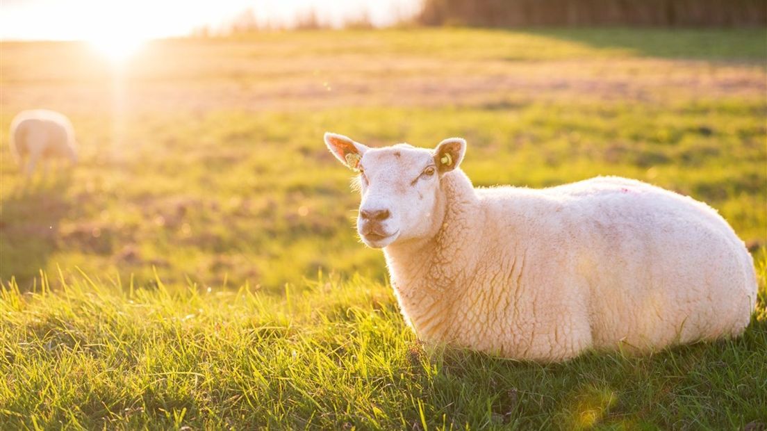In Nederland is voor het eerst in jaren onder schapen weer blauwtong uitgebroken