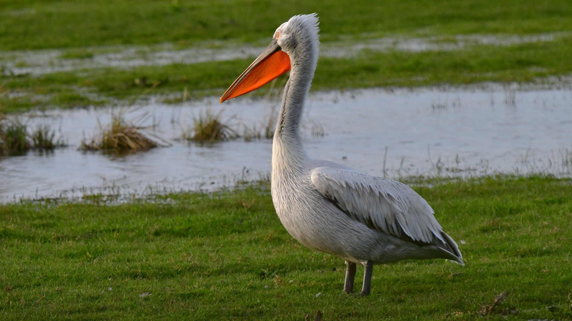 De kroeskoppelikaan in de Bieslandse Polder