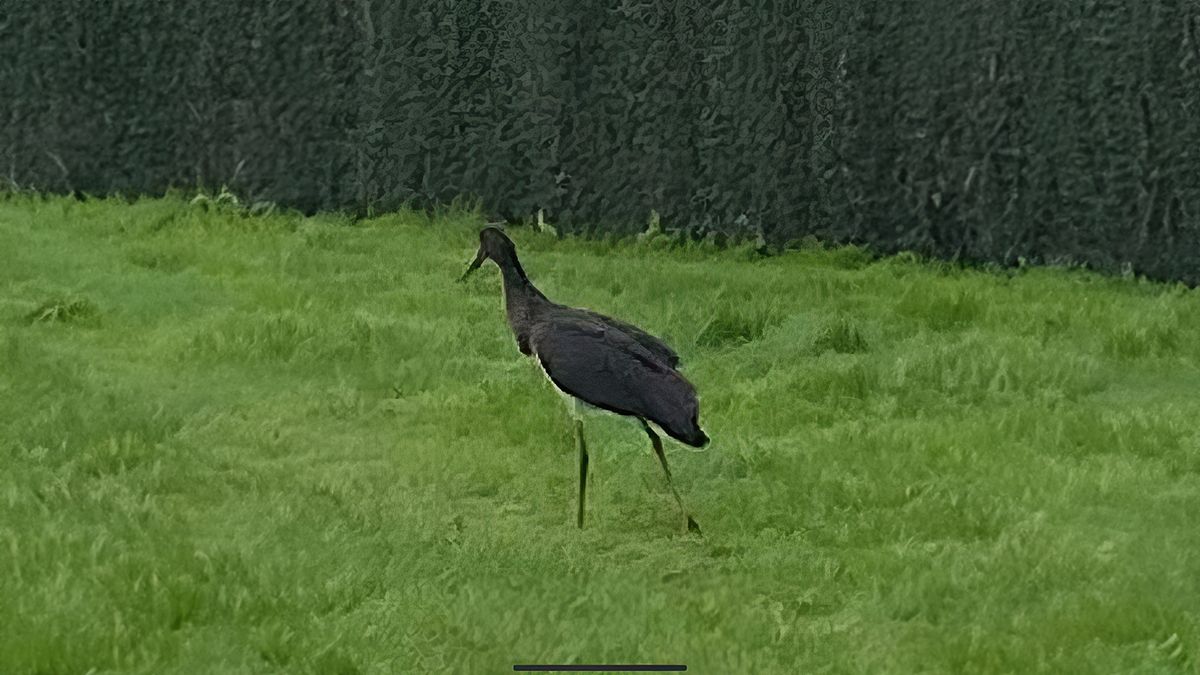 De gespotte ooievaar bij Harkstede