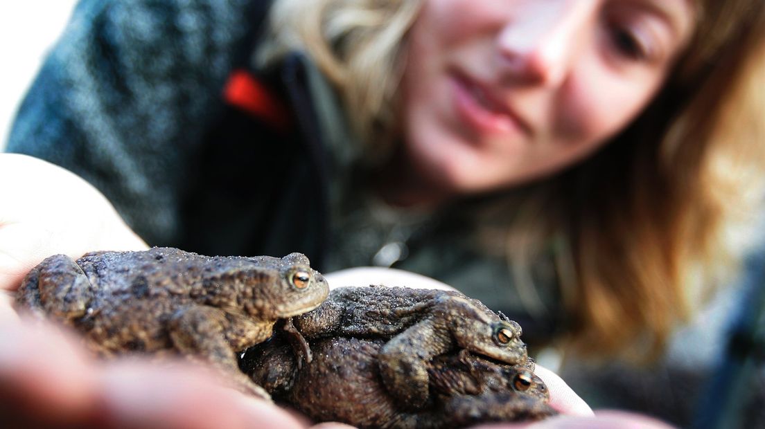 Hulp gezocht voor paddentrek