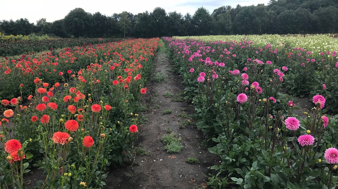 Deze dahlia's in Eelde zijn bestemd voor het corso in Sint Jansklooster. (Rechten: RTV Drenthe/Jeanine Hofsteenge)