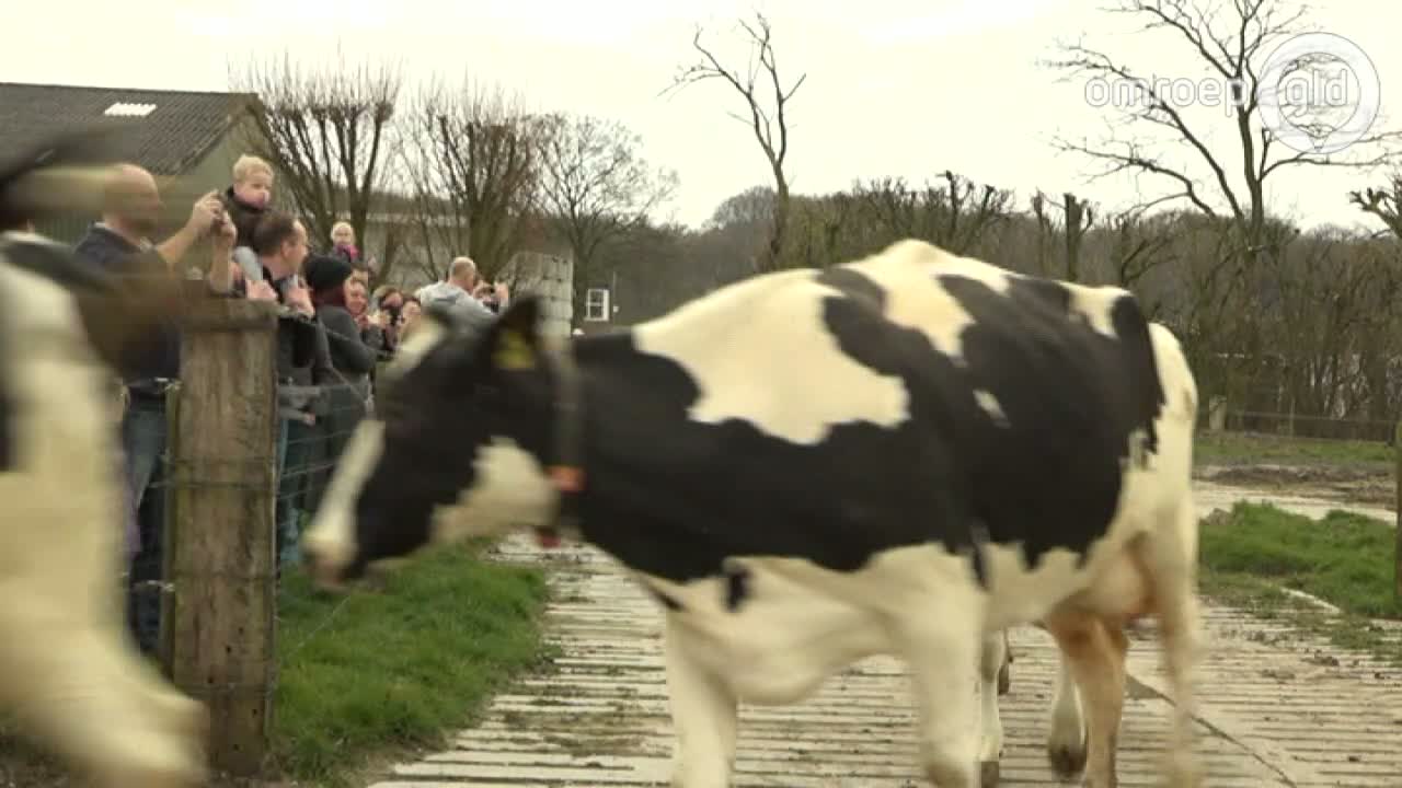 Koeien Die Voor Het Eerst De Wei In Mogen, Trekken Publiek In Doorwerth ...