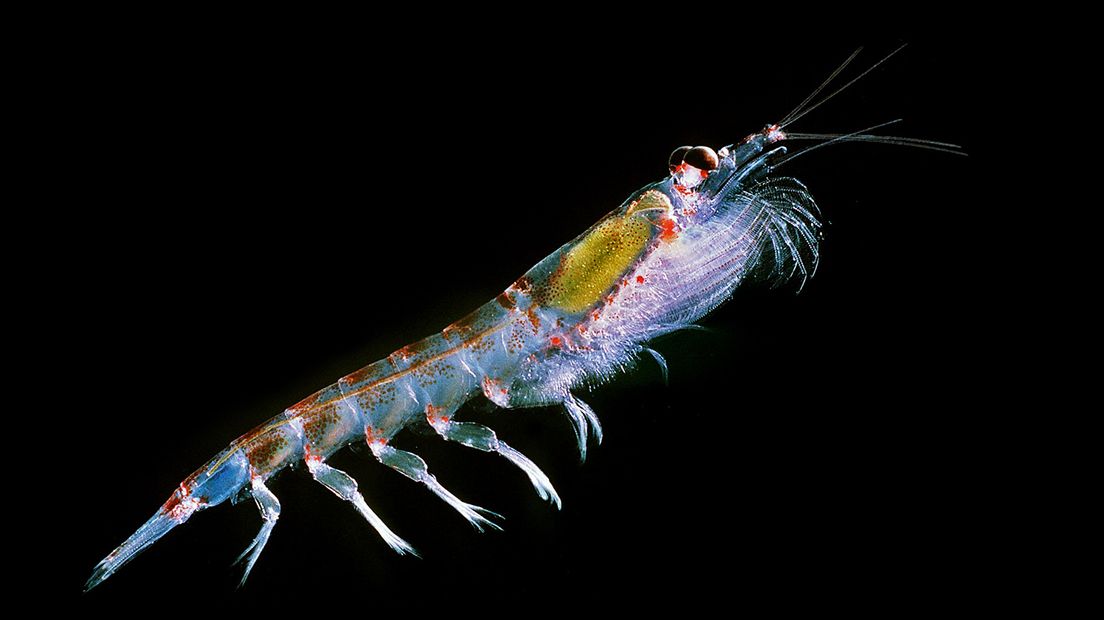 Antarctic krill (Euphausia superba).