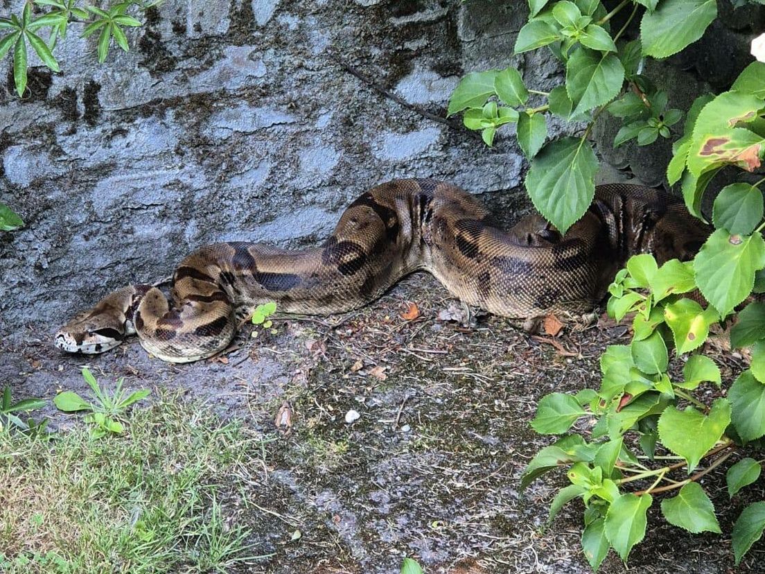 Boa constrictor belast buurt in Hoogeveen: 'Het leek alsof hij op ons zat te wachten'