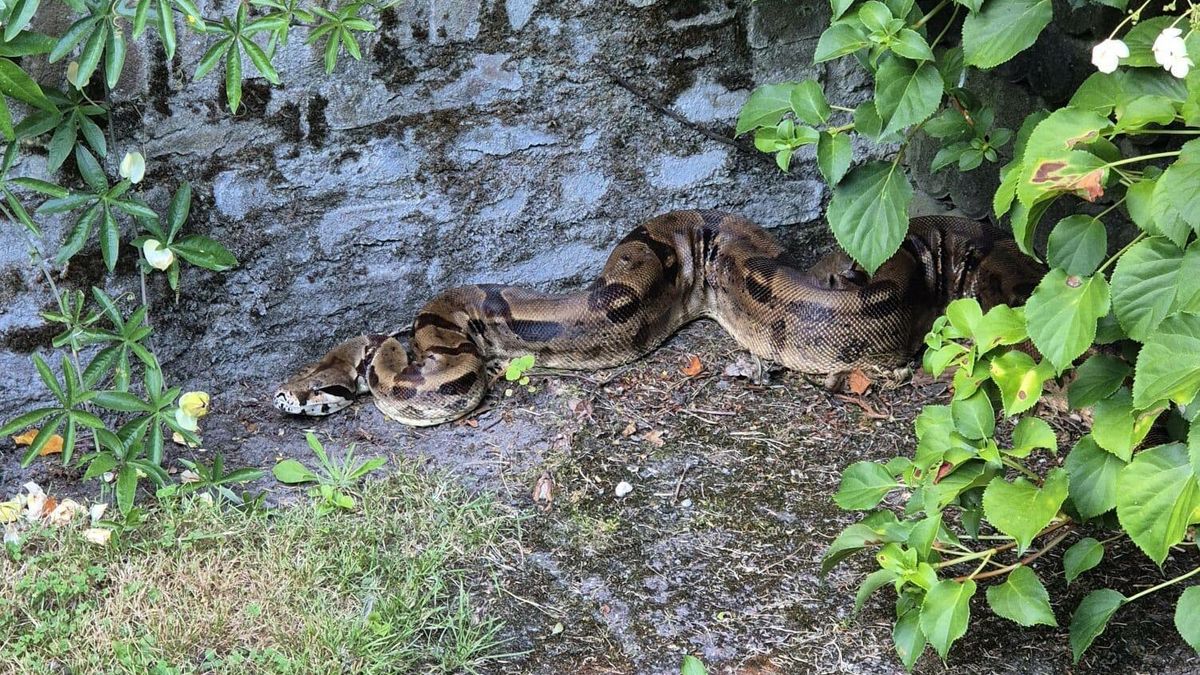 Boa constrictor belast buurt in Hoogeveen. 'Het leek alsof hij op ons zat te wachten'