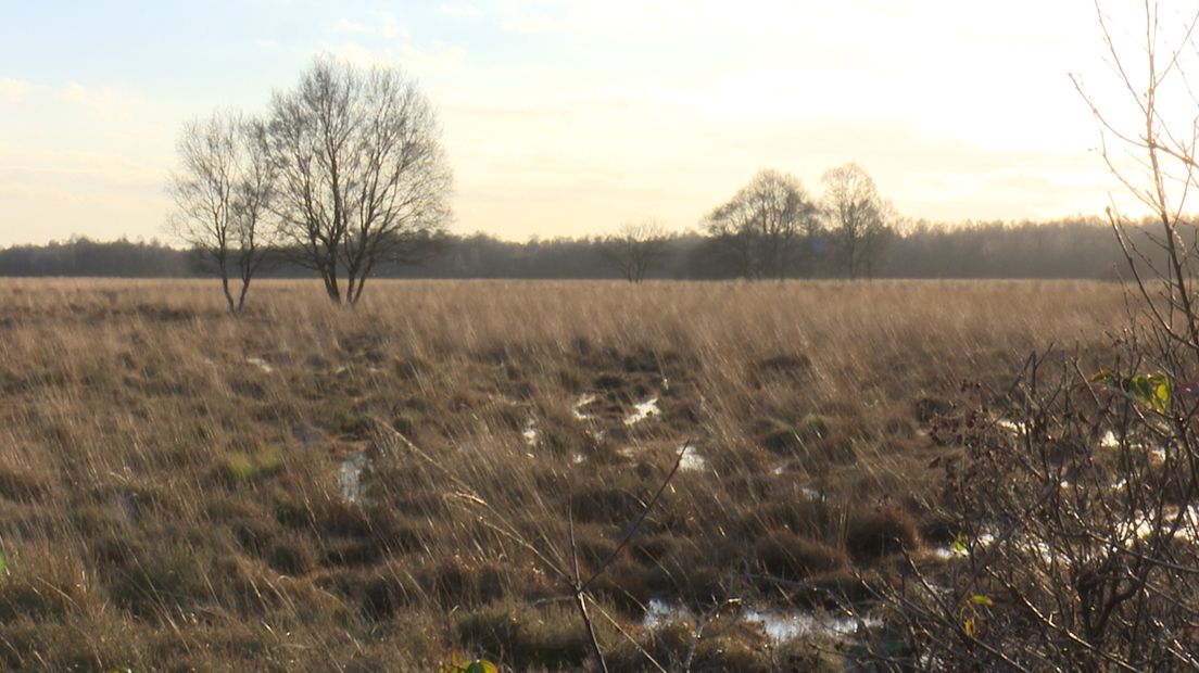 Natuurgebied Engbertsdijksvenen bij Kloosterhaar