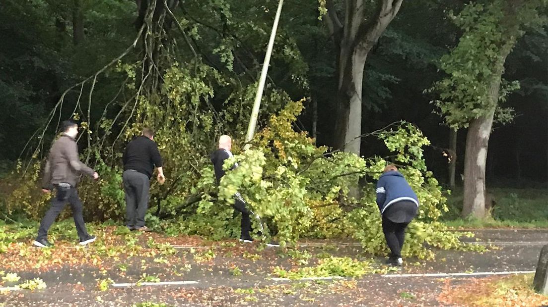 Takken op de weg in Wassenaar.