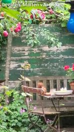 Eekhoorn plant walnoot in tuin