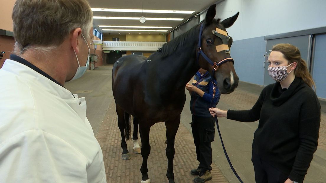 Op de universiteit worden vaak paarden met kreupelheid onderzocht