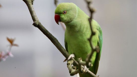 Dit is waarom je duizenden exotische halsbandparkieten in Rotterdam ziet
