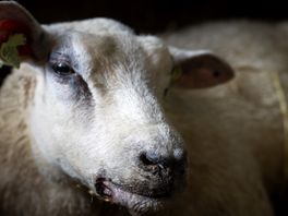 Veel minder schapen in Fryslân, onder andere door blauwtongvirus