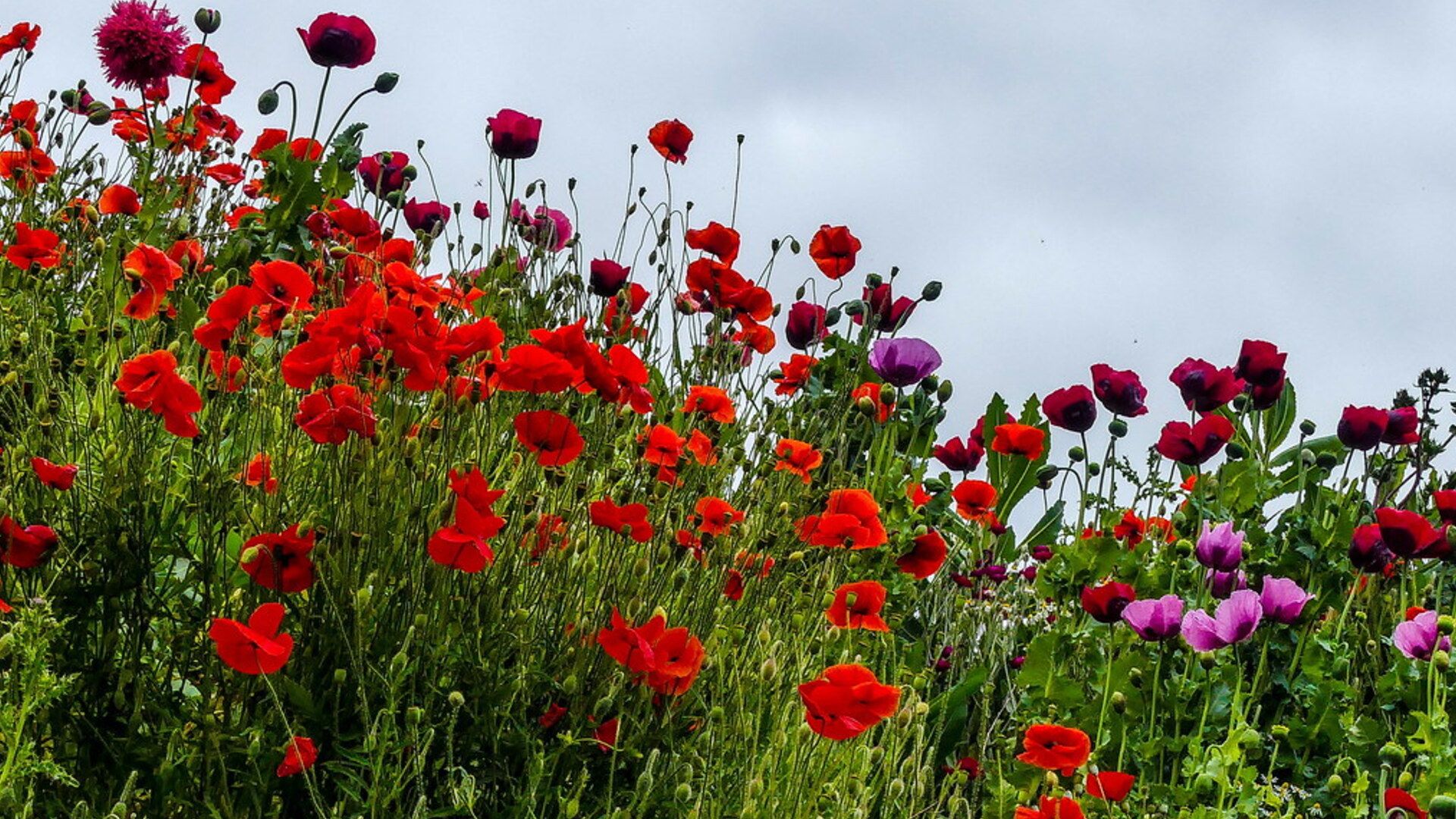 Goedemorgen! Wisselvallige dag, meer Zeeuwse natuur en liefdesgedichten