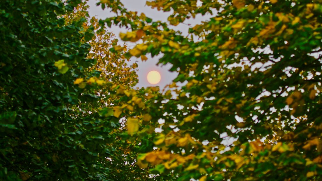 De zon door de bladeren in Serooskerke (SD)