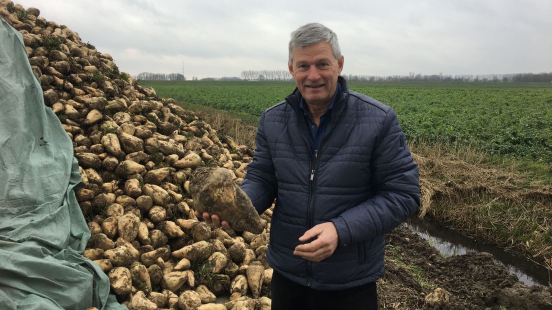 Suikerbietenboer Luuk van Driessen legt uit waarom het suikergehalte van de bieten zo laag is