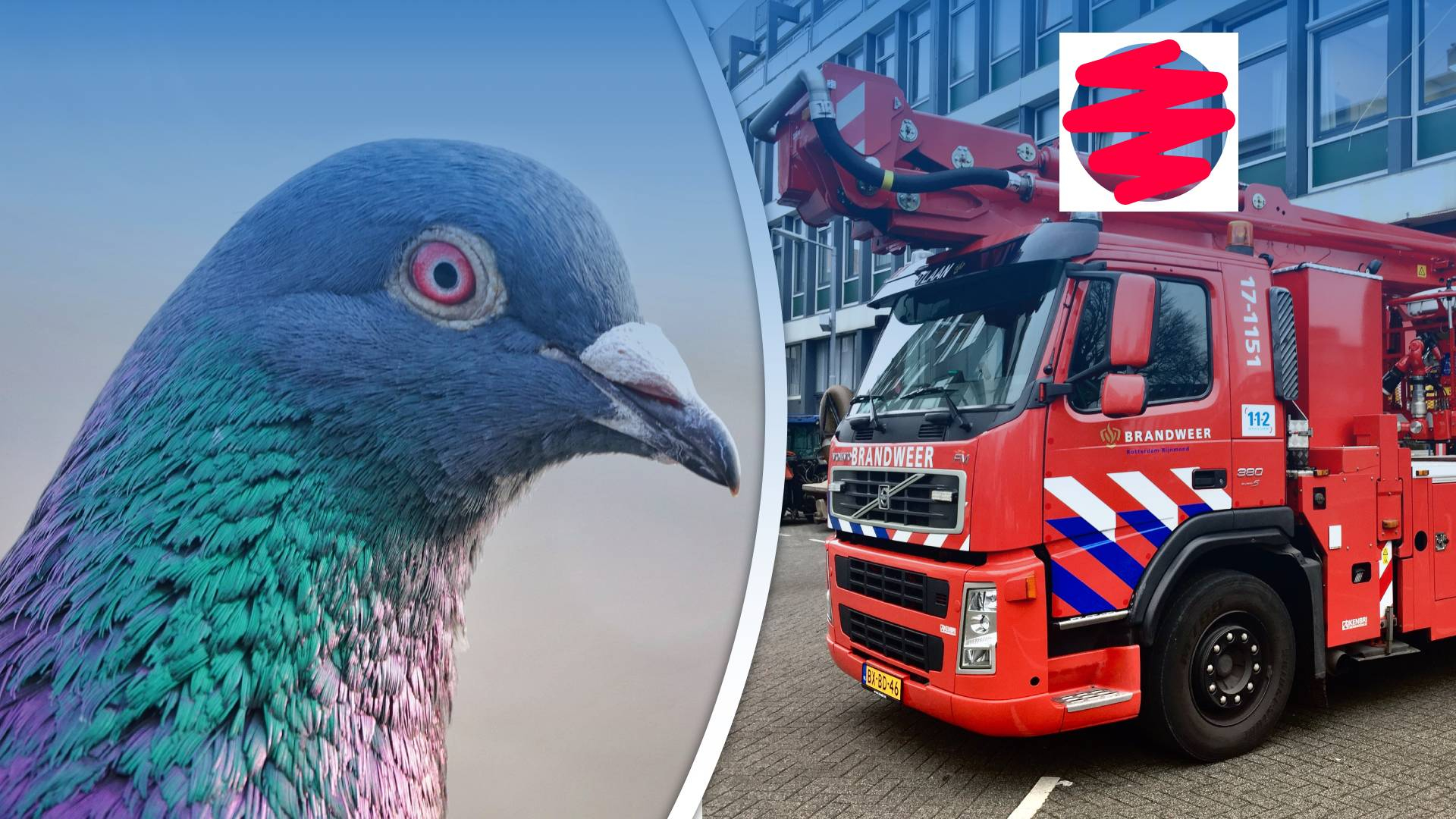 Foto van een duif en een brandweerwagen