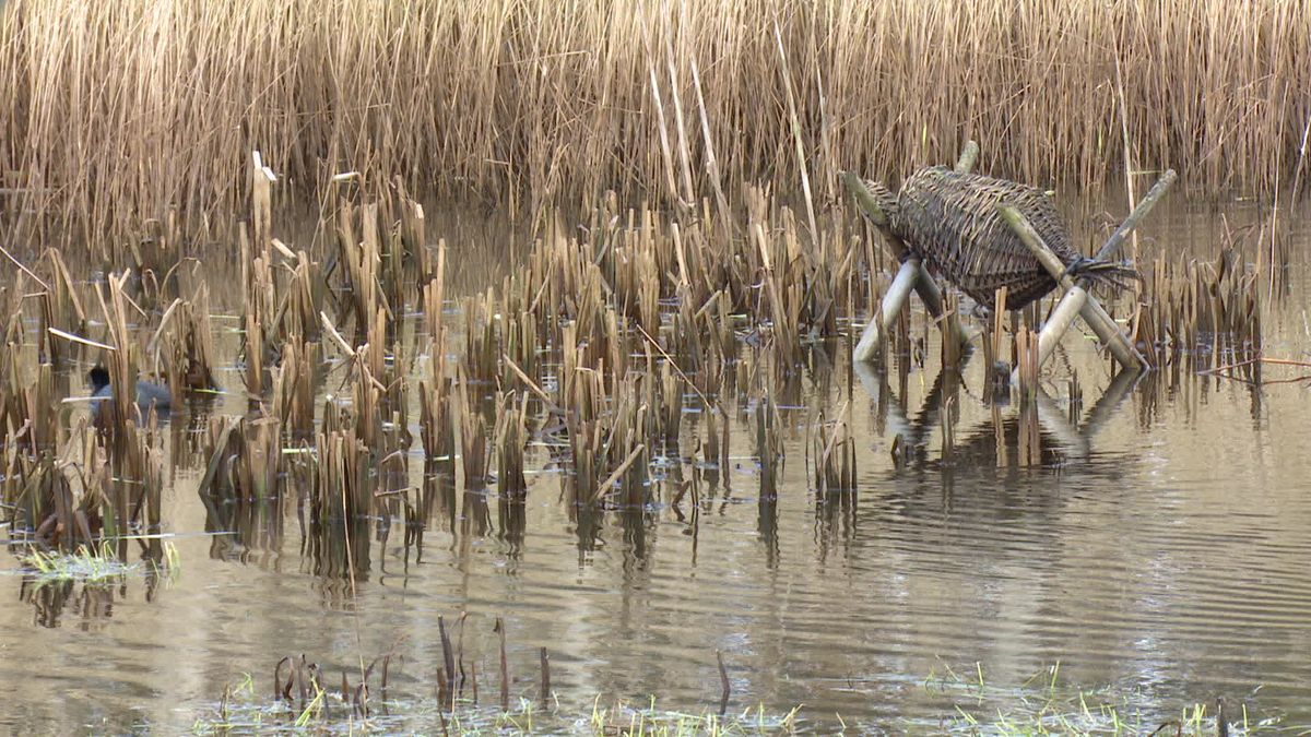 Twaalf zaterdagen werkten inwoners van Eexterveen aan het creëren van een zwaluwtil en vandaag is di