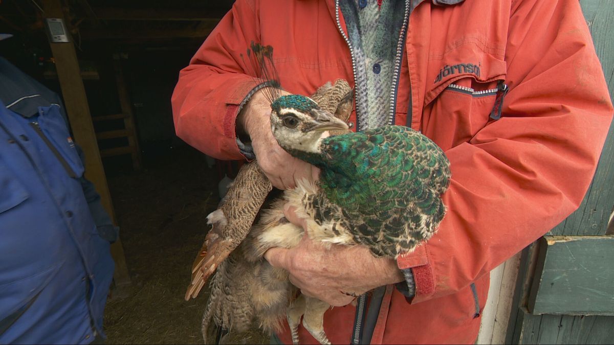 Pauw vliegt door dubbelglas kapsalon in Oudehorne binnen: 