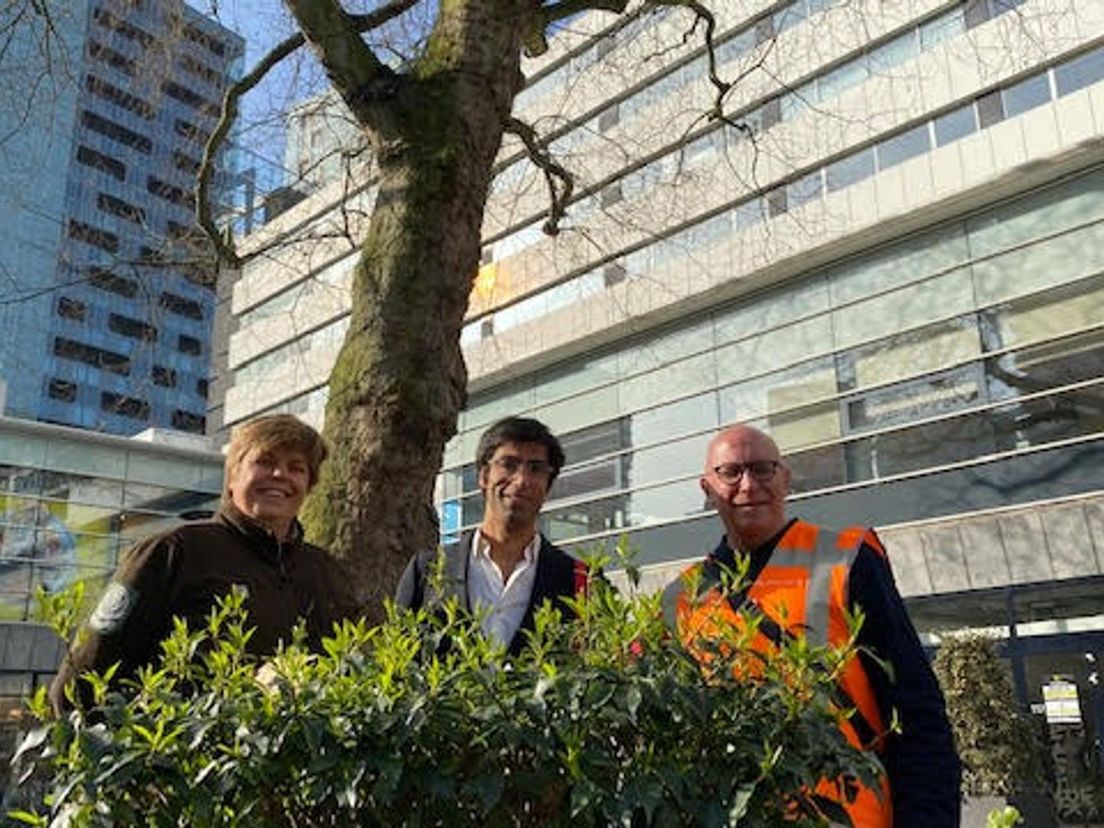 Boswachter Alisa Troost, schrijver Ernest van der Kwast en bomendokter Ronald Loch bij de Lijnbaanplataan in Rotterdam.