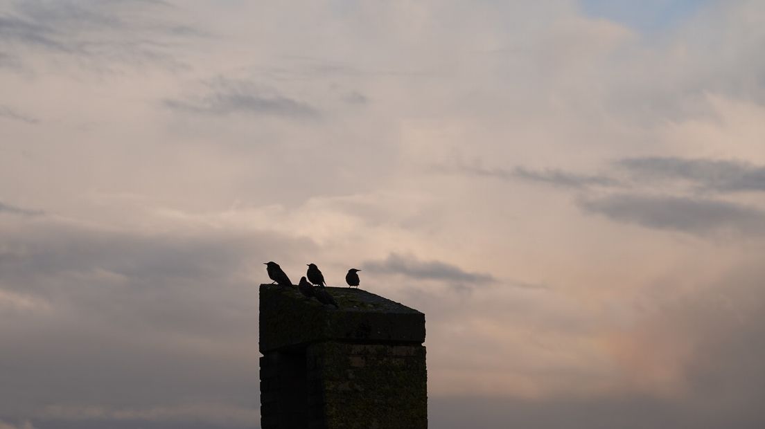 Wolken en vogels